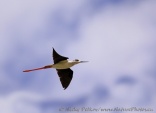 WildLife Photos of Birds, Waders, Black-winged Stilt, Himantopus himantopus